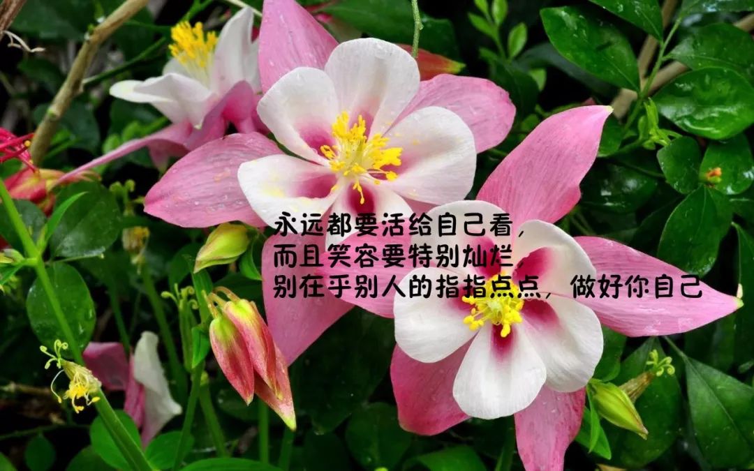 花卉标签牌